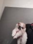 Померан, померанчета, мини померани, снимка 11
