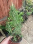 Розмарин – Разсад , снимка 3