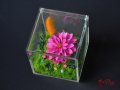 Вечни Цветя в Акрилна Кутия / Стилен Подарък за Рожден Ден на Жена / Естествена Вечна Далия в Кутия, снимка 3