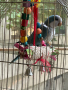 Монашески папагали, снимка 4