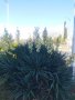 Студоустойчива Юка агаве, снимка 12