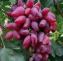 Десертни сортове грозде., снимка 5