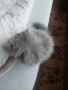 Персийски котенца, снимка 7
