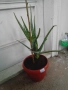 Алое Вера, снимка 3