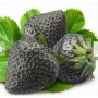 50 семена от плод черна ягода черни ягоди органични плодови ягодови семена от вкусни ягоди отлични 