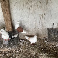 Продавам гълъби:Унгарски мевки, снимка 3 - Гълъби - 35160271