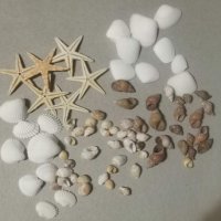Морски микс малки мидички миди рапани морска звезда охлювчета за декорация украса, снимка 1 - Други - 33524000