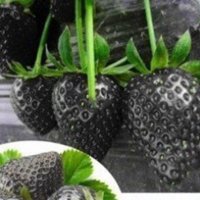 50 семена от плод черна ягода черни ягоди органични плодови ягодови семена от вкусни ягоди отлични , снимка 15 - Сортови семена и луковици - 37706890