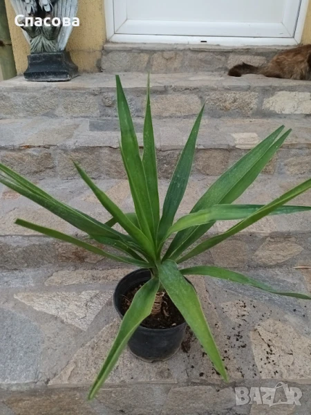 Палма Юка , снимка 1