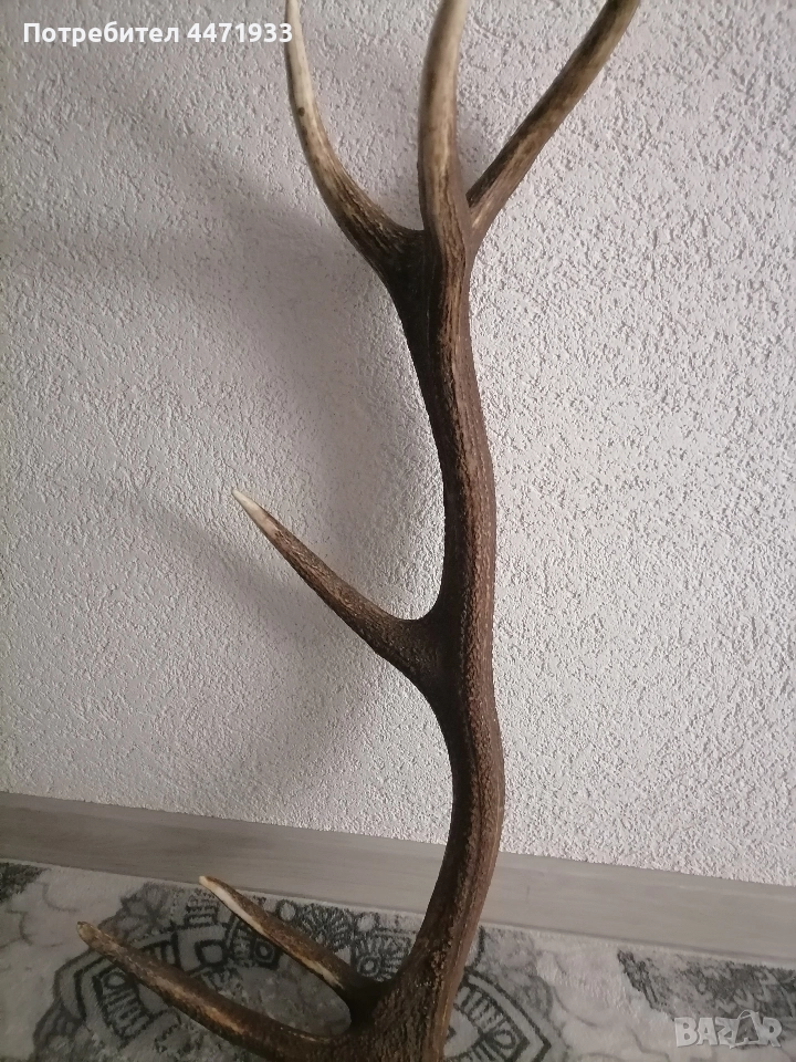 Рога от елен , снимка 1