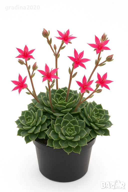 Ехеверия „Испанска звезда“ – сукулент с яркорозови цветове, снимка 1