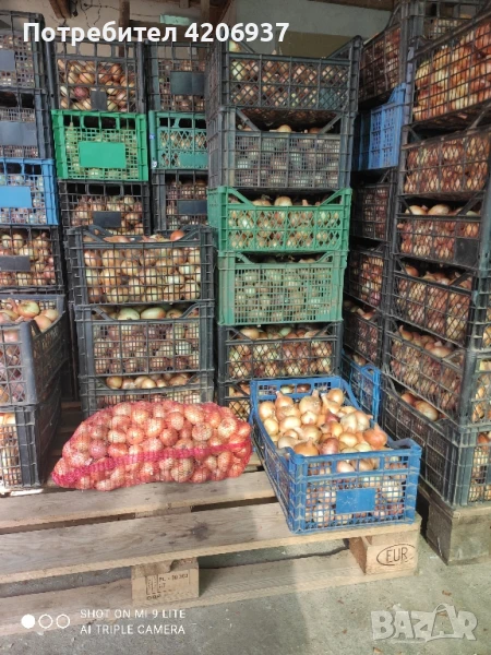 Продавам кромид лук , снимка 1