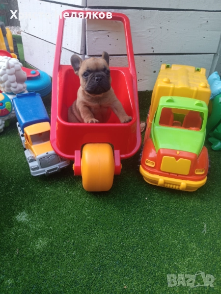 Френски булдог FRENCH BULLDOG , снимка 1