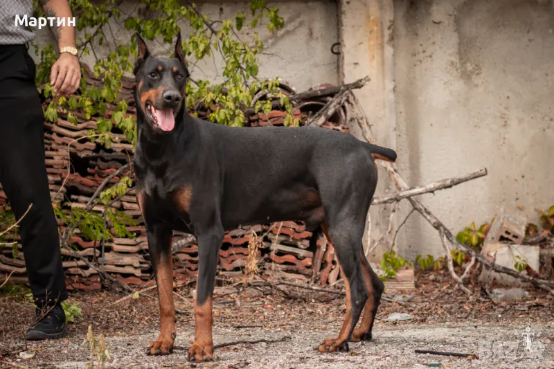 Доберман бебета/ Doberman puppies , снимка 1