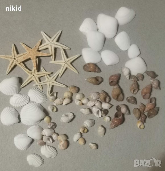 Морски микс малки мидички миди рапани морска звезда охлювчета за декорация украса, снимка 1