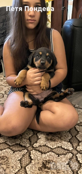 Продавам ротвайлети, снимка 1