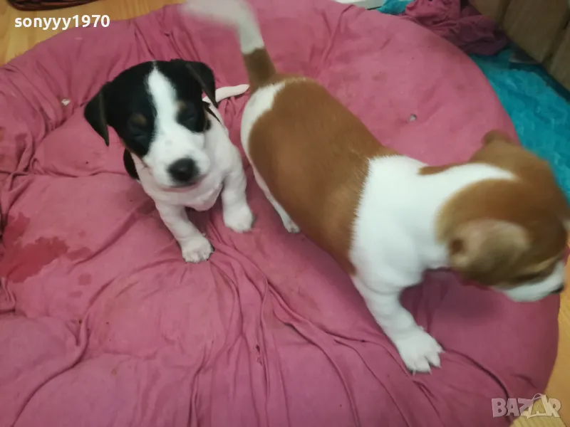 ПОСЛЕДНА БРОЙКА-ДЖАК РЪСЕЛ МОМИЧЕНЦЕ 0802251723, снимка 1