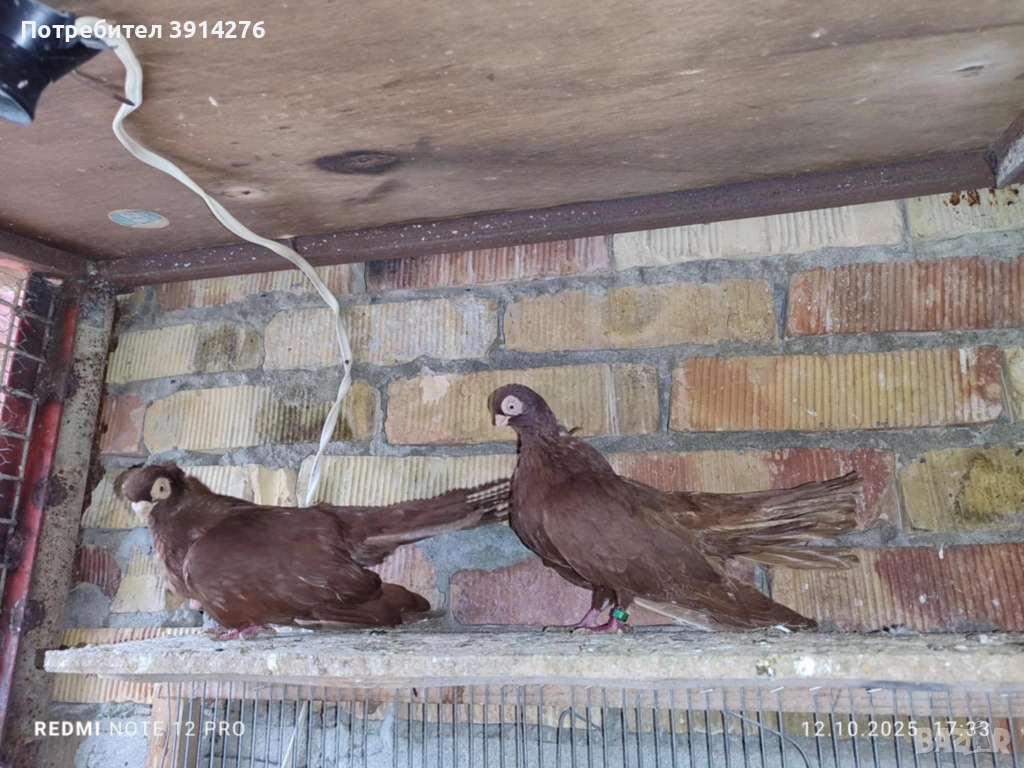 Варненски гълъби , снимка 1