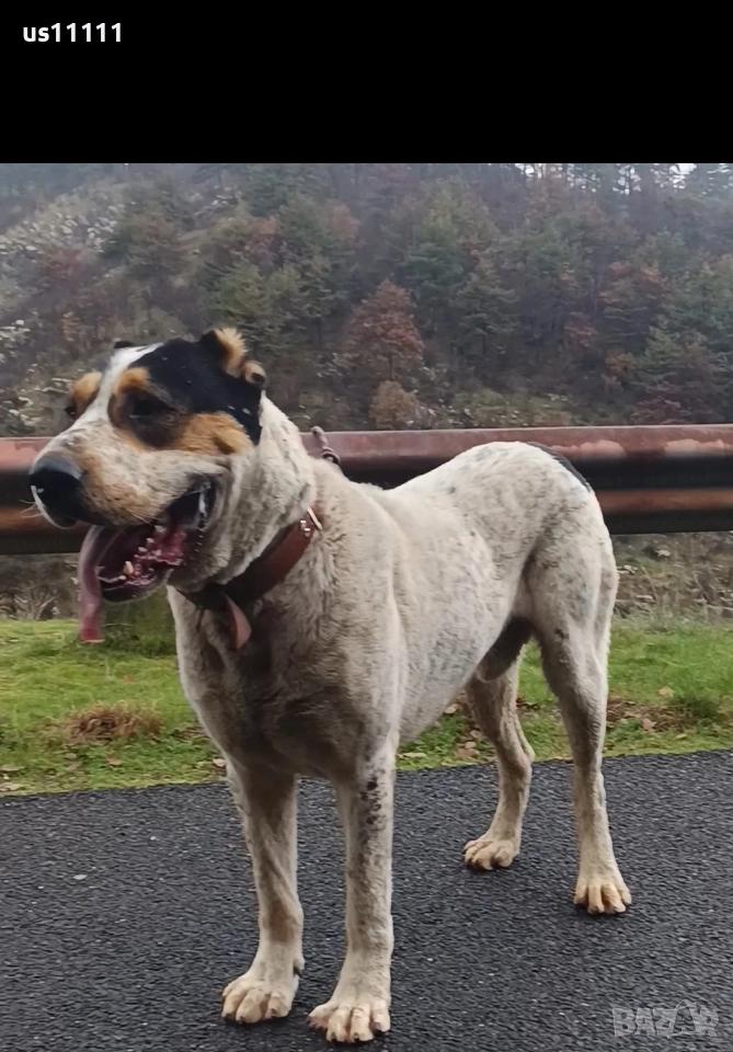 продава се мъжки алабай с много силна кръв , снимка 1