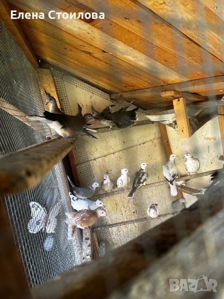 Гугутки различни видове, снимка 1