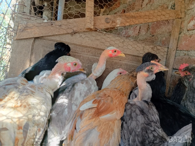 Продам пилета ,ярки млади петлета , снимка 1