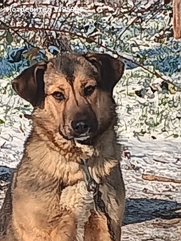 Подаряваме куче, снимка 1