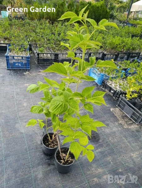 Малини Полка, снимка 1