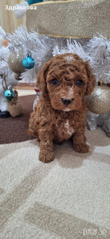 Той Пудел - Момче, снимка 1