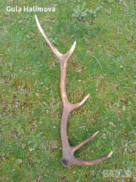 Еленски рога , снимка 1