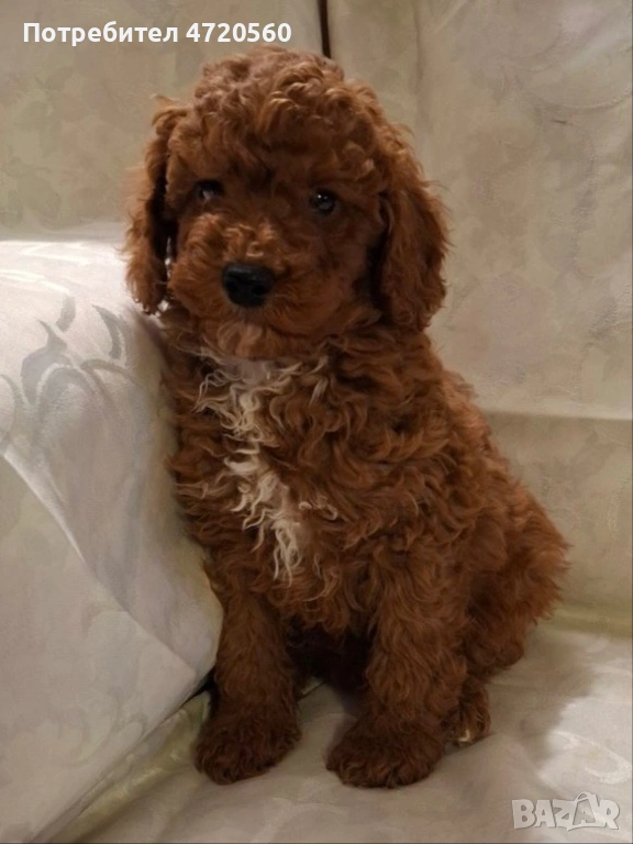 Момченце-пудел той, снимка 1