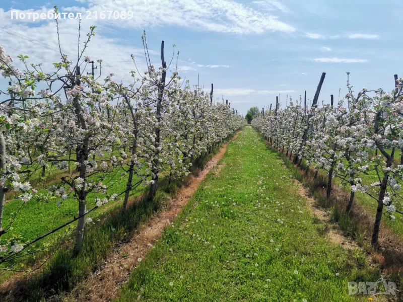Продавам Овощна / Ябълкова Градина, снимка 1