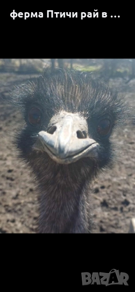 австралийско ему, снимка 1