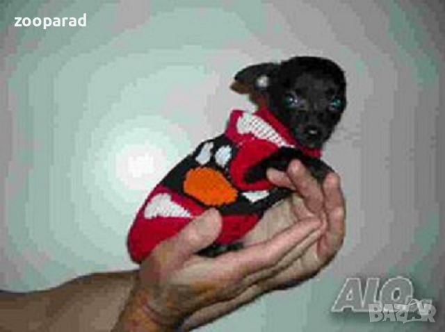 Пуловери за дребни породи кученца различни размери, снимка 4 - За кучета - 44843641