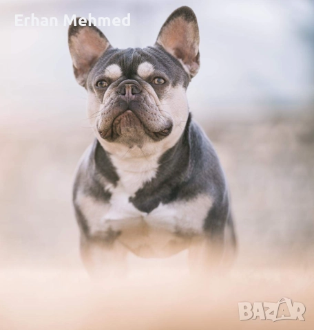 Френски булдог 