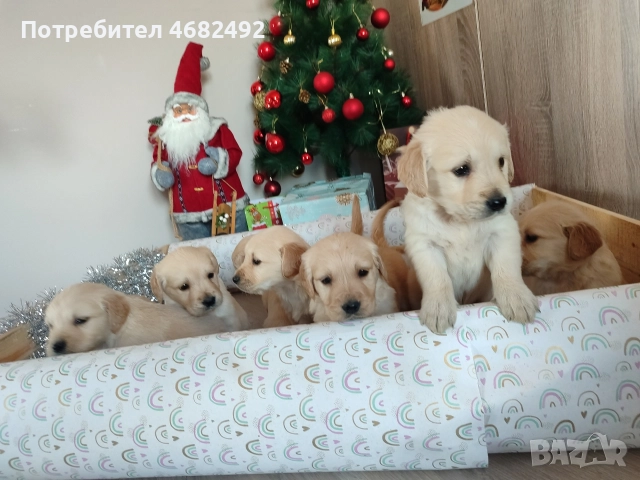 Голдън ретривър , снимка 15 - Голдън ретривър - 52794312