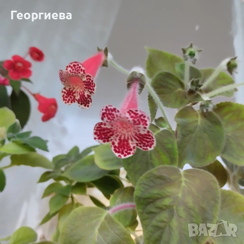 ризоми колерия, снимка 3 - Стайни растения - 53291033