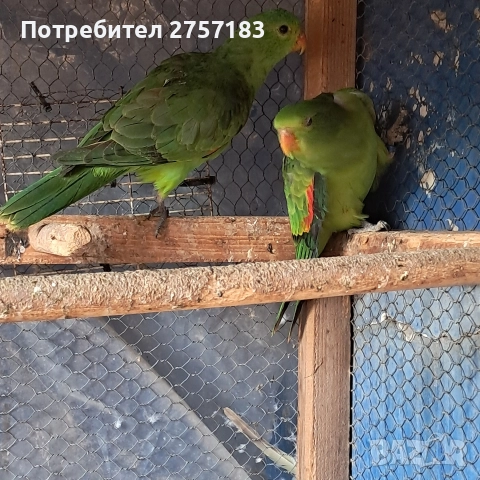 продавам папагали чифт червнокрили папагали, снимка 5 - Папагали - 52755581