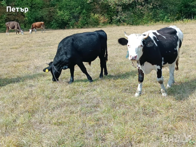Продавам крави и телета