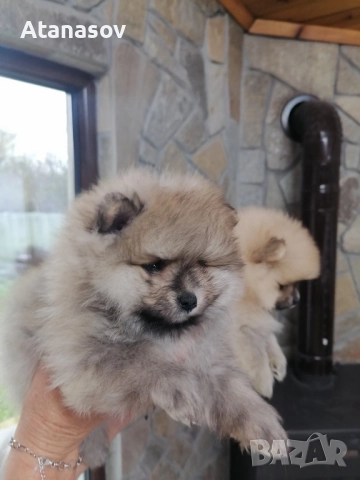 Поменран Померанче, снимка 2 - Померан - 52669538