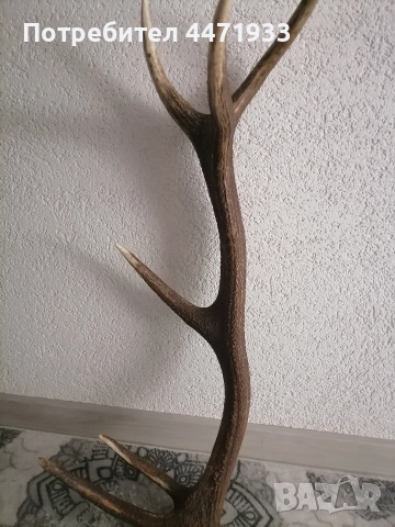 Рога от елен 