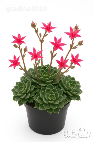 Ехеверия „Испанска звезда“ – сукулент с яркорозови цветове