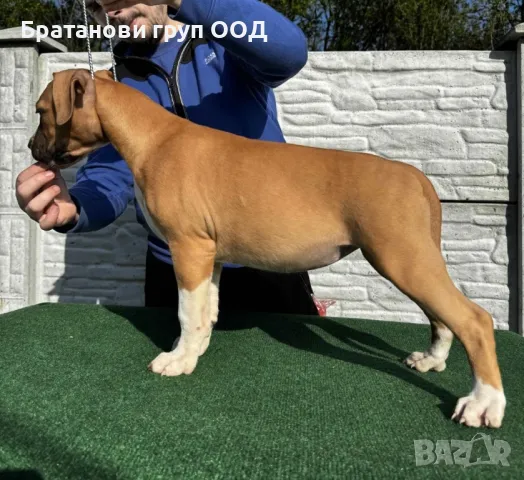 Американски Стафордширски териер, снимка 6 - Американски стафордширски териер - 49782173