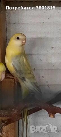 Пойни папагали , снимка 2 - Папагали - 52241015