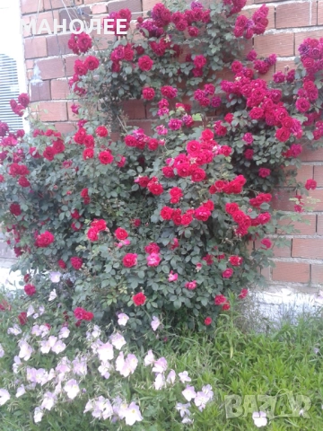 Катерлива  роза  - Трендафил, снимка 2 - Градински цветя и растения - 52038151
