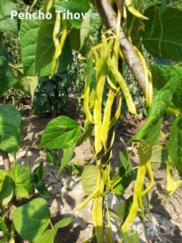 Продавам парцел в регулация и зем. земя в с. Враниловци., снимка 6 - Парцели - 51936556