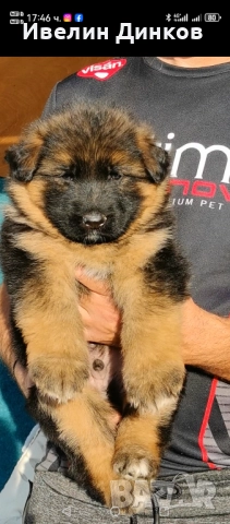 Немска овчарка с дълъг косъм с родословие , снимка 2 - Немска овчарка - 52250742