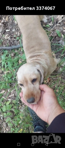 Кучета за трюфели , снимка 2 - Други - 52416795