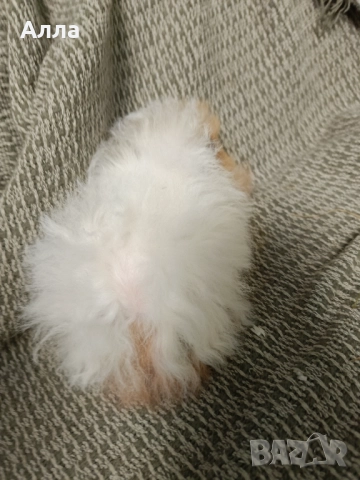 Морски свинчета альпако и розетка. , снимка 11 - Морски свинчета - 52554601