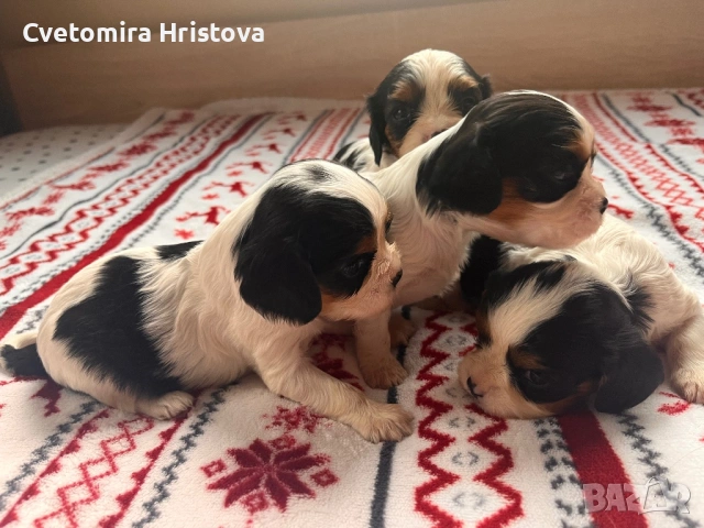 Кавалер кинг шпаньол , снимка 3 - Кавалер кинг чарлз шпаньол - 53327364