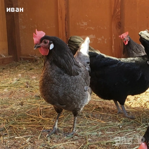 свободни петлета Брезе , снимка 6 - други­ - 53512605